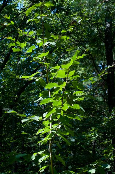 Cucumbertree