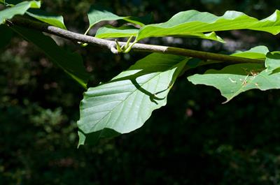  Magnolia acuminata