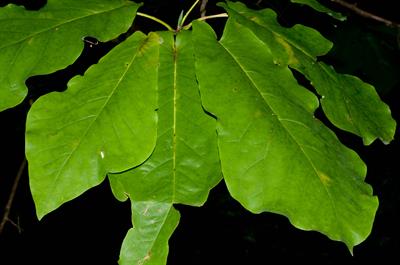 Magnolia fraseri - ماگنولیای فریزر