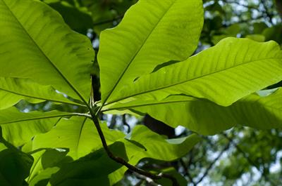 از خانواده Magnoliaceae 