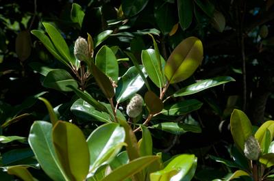 Magnolia grandiflora