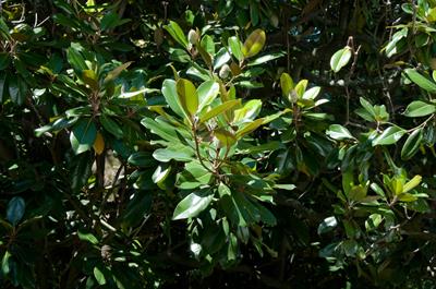 Magnolia grandiflora