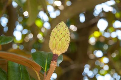 Magnolia grandiflora