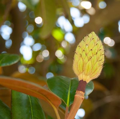 Magnolia grandiflor