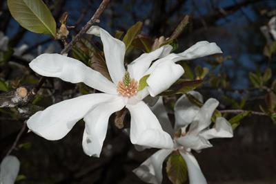 از خانواده Magnoliaceae