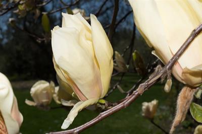 Magnolia stellata