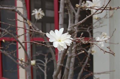 Magnolia stellata