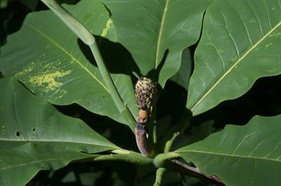 Magnolia tripetala