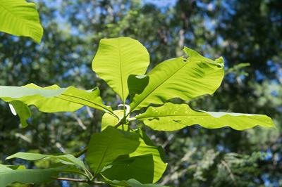 Magnolia tripetala - ماگنولیای چتری
