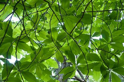ماگنولیا umbrella magnolia