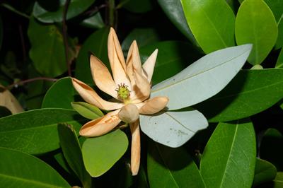 Magnolia virginiana - ماگنولیای ویرجینیایی (ماگنولیای معطر)