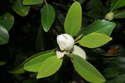 Magnolia virginiana - ماگنولیای ویرجینیایی (ماگنولیای معطر)