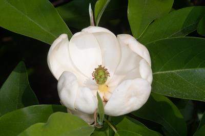 Magnolia virginiana - ماگنولیای ویرجینیایی (ماگنولیای معطر)