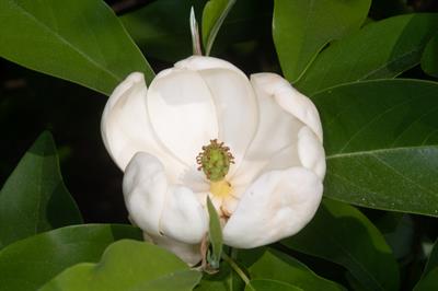 Magnolia virginiana