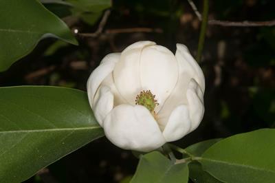 Yellow Magnolia، ماگنولیای سفید