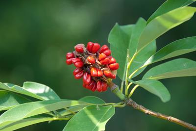 ماگنولیای ویرجینیایی (ماگنولیای معطر)