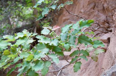 Mahonia aquifolium