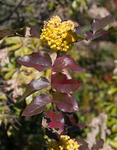 Mahonia aquifolium