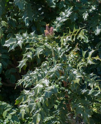 Mahonia bealei