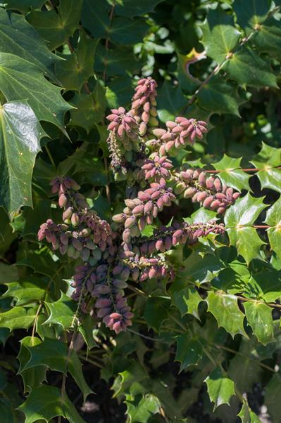 Leatherleaf Mahonia