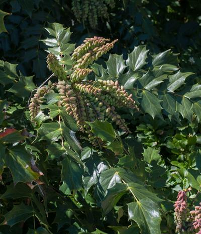 ماهونیای چرمی (ماهونیای بیل)