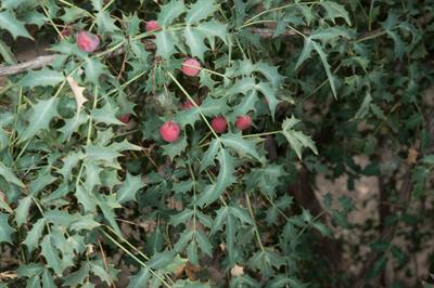 Mahonia fremontii - ماهونیای فریمونت
