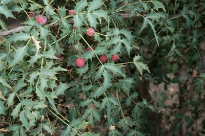 Mahonia fremontii - ماهونیای فریمونت