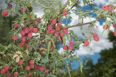 Mahonia fremontii