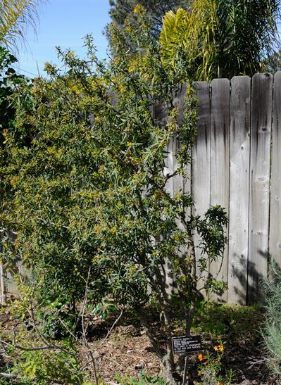 Mahonia nevinii