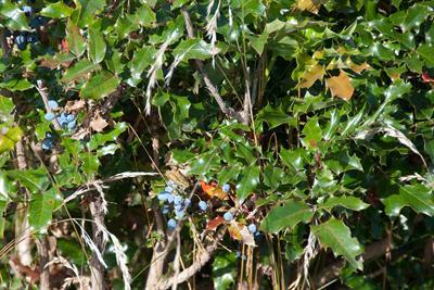 Mahonia repens