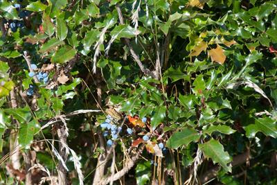 Mahonia repens - ماهونیا،توت آبی