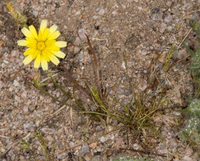 Malacothrix glabrat