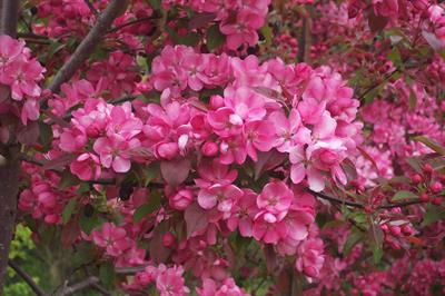 Malus
