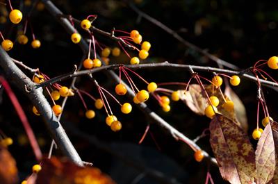 Malus