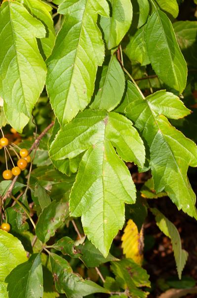 Malus