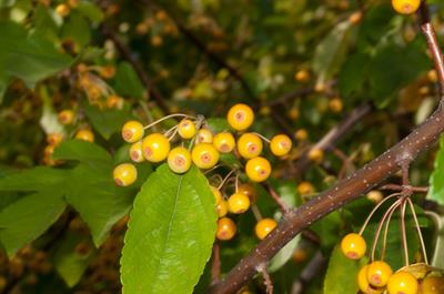 Malus