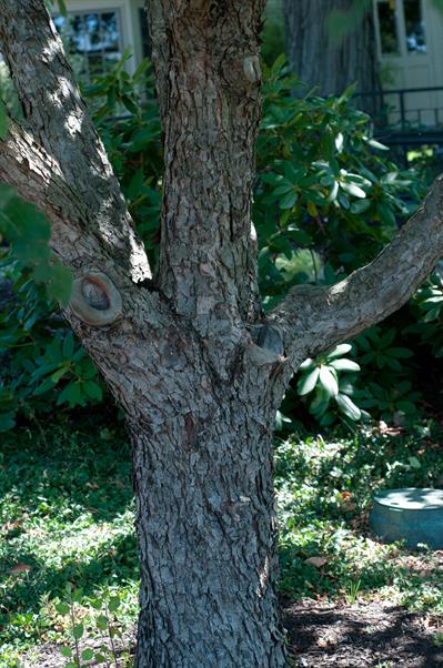 Malus cv. Donald