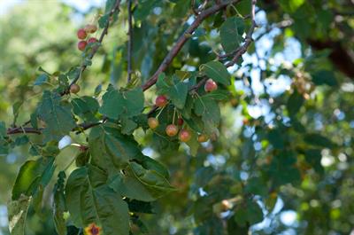 Malus