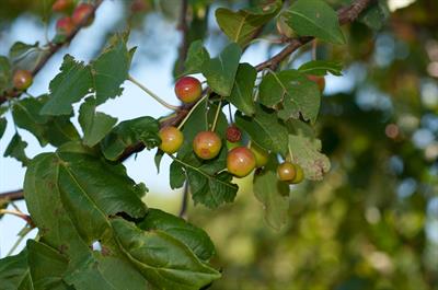 Malus