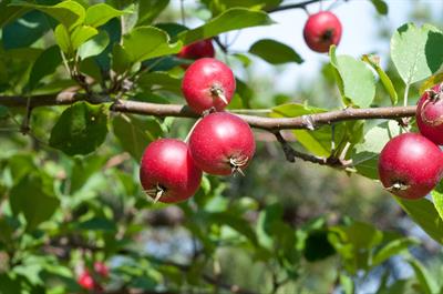 Malus pumila