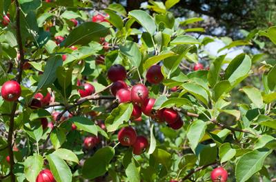 Malus pumila - سیب معمولی