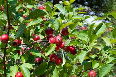 Malus pumila - سیب باغی