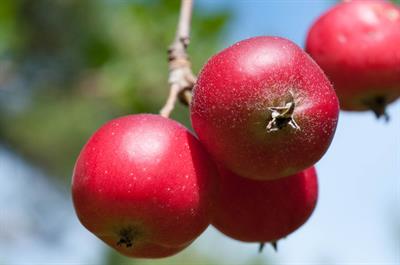 Malus pumila