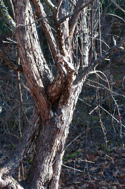 Malus sp.