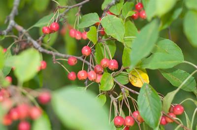 Malus ssp
