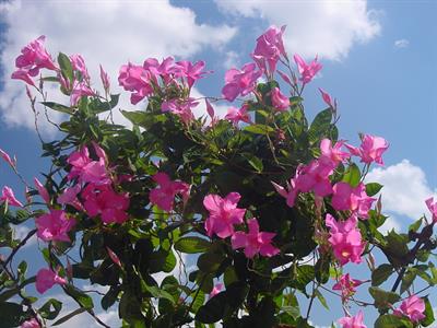 Mandevilla