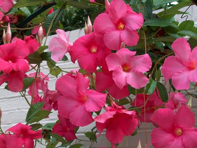 Mandevilla