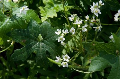 Marah macrocarpus - خیار وحشی کالیفرنیایی