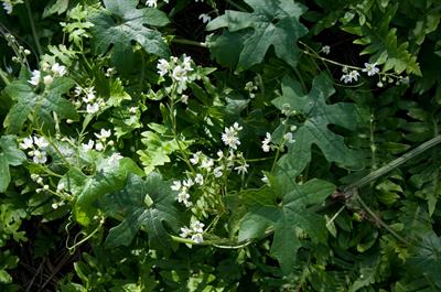 common manroot