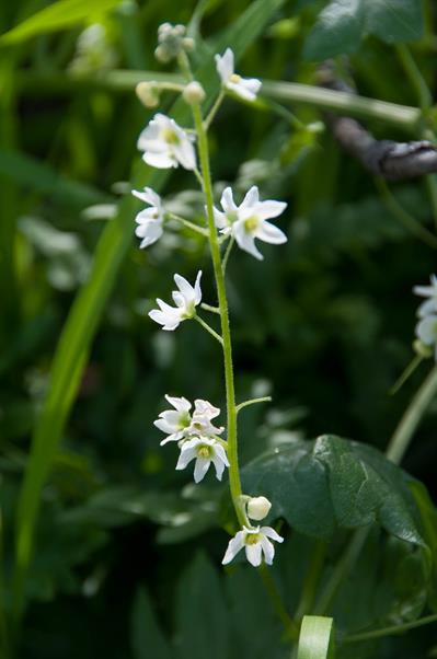 خیار وحشی کالیفرنیایی